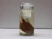 藏品(大鱗大眼鯛)的圖片